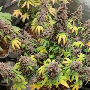 Red Strawberry Auto – nasiona marihuany automatycznej o truskawkowym aromacie