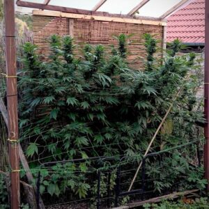 Shaman nasiona marihuany feminizowane Babcia Ganja Seeds