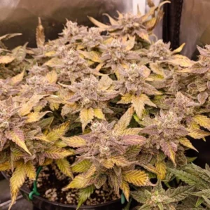 Strawberry Gorilla Auto Babcia Ganja Seeds automat truskawkowy marihuana żywica