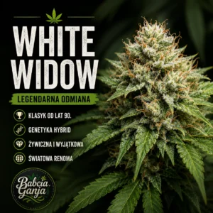 White Widow – legendarna odmiana konopi i jej genetyka