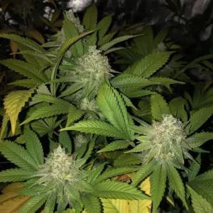 White Widow nasiona marihuany indica Babcia Ganja Seeds