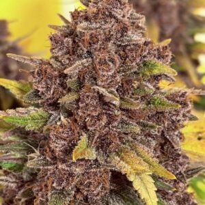 Purple Haze Auto Babcia Ganja Seeds automat marihuany fioletowe topy żywica