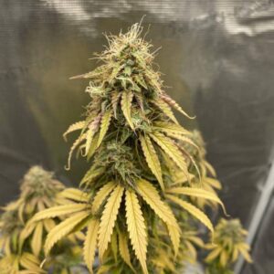 Zkittlez Auto nasiona marihuany feminizowane