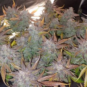 gorilla punch auto nasiona marihuany autoflowering o wysokim thc i dużych plonach