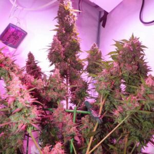 Blue Big Bud Auto – kolekcjonerskie nasiona marihuany o owocowo-jagodowym profilu