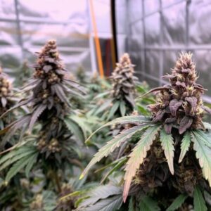 dmt indoor nasiona do uprawy w pomieszczeniach