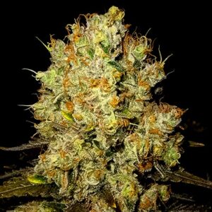 Great White Shark Auto nasiona marihuany automatyczne feminizowane Babcia Ganja