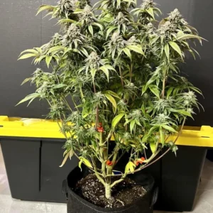 Zbliżenie na kwiaty konopi odmiany Khalifa Kush o gęstej strukturze i żywicznym wyglądzie na ciemnym tle.