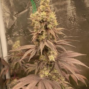lemon tree x channel kush nasiona marihuany hybryda o cytrusowym aromacie i genetyce kush