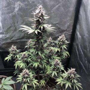 Purple Kush nasiona marihuany indica fioletowe topy relaks