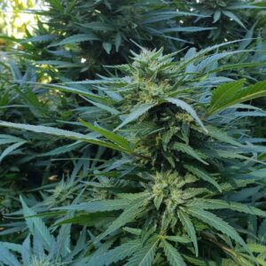 Strawberry Cough – nasiona konopi, wysoka roślina sativa o truskawkowym zapachu i jasnych, żywicznych kwiatach