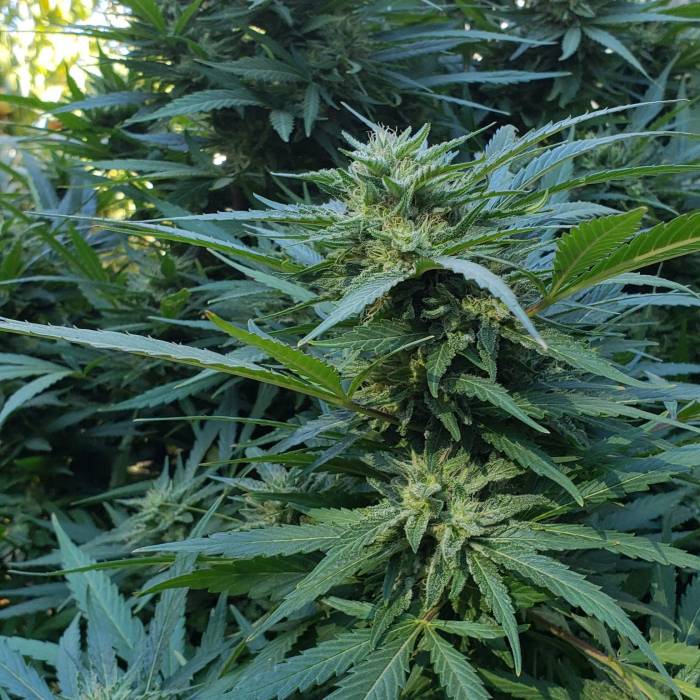 Strawberry Cough – nasiona konopi, wysoka roślina sativa o truskawkowym zapachu i jasnych, żywicznych kwiatach