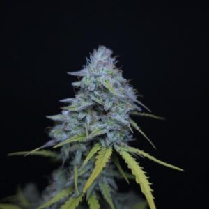 Animal Cookies ziarna marihuany premium o słodkim aromacie