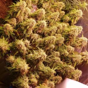 Blue Big Bud Auto nasiona hybryda indica sativa o dużych plonach i bogatej produkcji żywicy