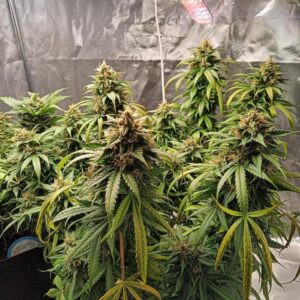 Blue Lemon Haze Auto nasiona automatyczne o cytrusowym aromacie i dominacji genów Haze