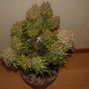 Roślina Grapefruit Auto w fazie kwitnienia z gęstymi topami i zielonymi liśćmi, odmiana autoflowering.