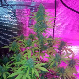 Northern Blue Auto – owocowe nasiona marihuany autoflower z genetyką Northern Lights i Blueberry.