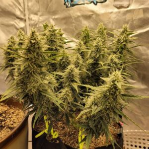 Auto White Widow x Crystal Meth nasiona automaty indica i nasiona indica premium