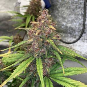 Banana Purple Punch Auto nasiona automaty o owocowym aromacie | BabciaGanja.pl