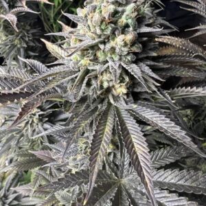 Bubblegum Gelato – nasiona marihuany Indoor