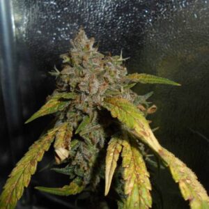Chemdog – nasiona marihuany USA