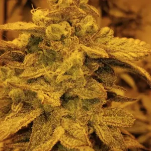 Chiquita Banana nasiona marihuany indoor do growboxa