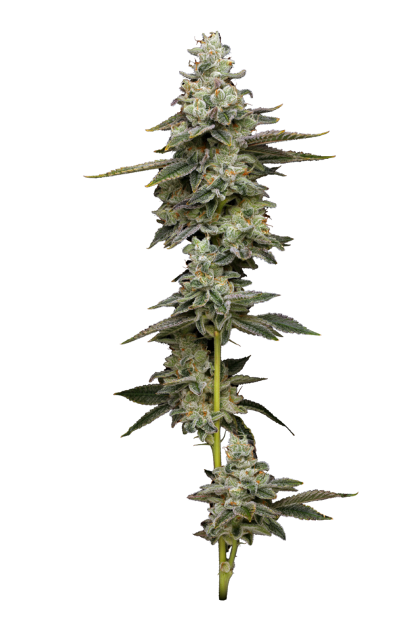Citronella Sunrize Auto nasiona marihuany cytrusowe THC 22–26%