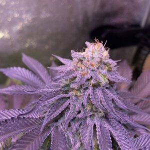 nasiona marihuany Cookies odmiana indoor słodki ciasteczkowy aromat cannabis seeds feminizowane