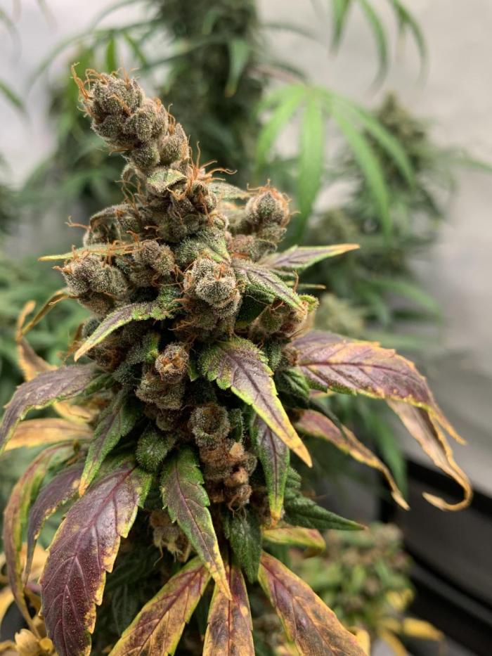 dmt auto nasiona autoflowering do indoor i outdoor