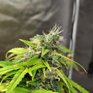 G13 Auto nasiona marihuany automatyczna odmiana Indica Ruderalis 21% THC
