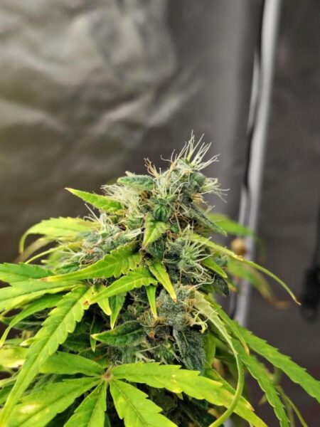 G13 Auto nasiona marihuany automatyczna odmiana Indica Ruderalis 21% THC