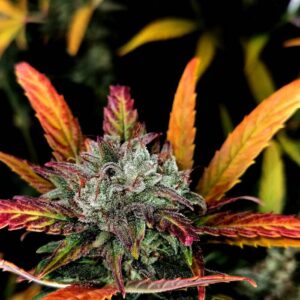 Gelato x Gorilla Glue Auto – feminizowane nasiona marihuany Gelato x Gorilla Glue Auto