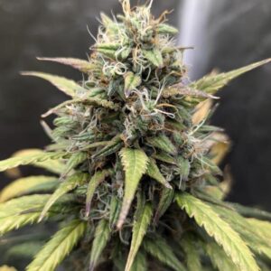 Godfather OG Auto – nasiona marihuany Auto z genetyką Godfather OG