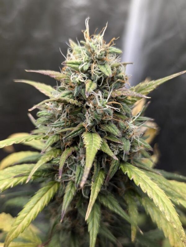 Godfather OG Auto – nasiona marihuany Auto z genetyką Godfather OG