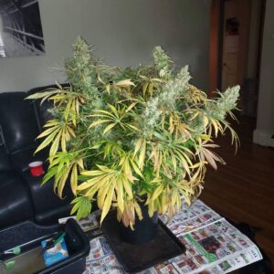 Gorilla Cookies – feminizowane nasiona marihuany Indoor