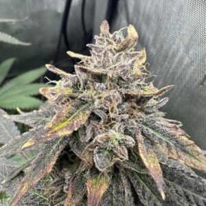 Nasiona marihuany Grandaddy Purple