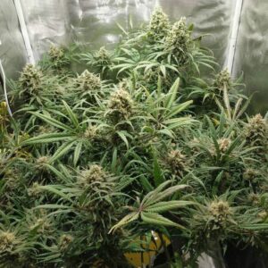 Grapefruit nasiona marihuany cytrusowa odmiana cannabis grapefruit pineapple aromat lekkie działanie Indica Sativa hybrid