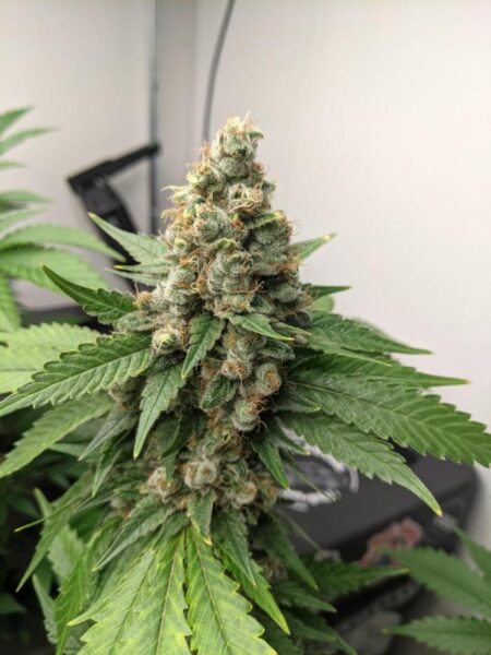 Green Crack nasiona indoor marihuany cytrusowa odmiana szybka uprawa indoor | BabciaGanja.pl