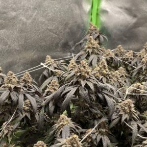 Gush Mints nasiona marihuany z intensywnym miętowym i deserowym aromatem