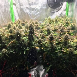 Jack Herer 47 Auto - automatyczne nasiona marihuany