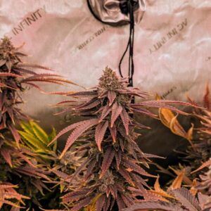 Jokerz Auto – feminizowane nasiona marihuany