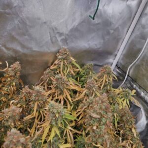 Lavender Auto nasiona marihuany autoflower o lawendowym, kwiatowym aromacie