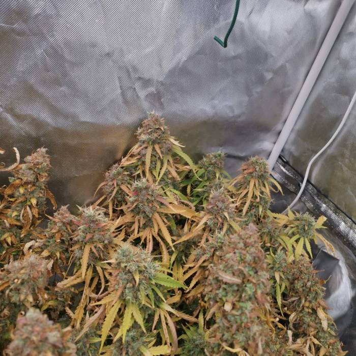 Lavender Auto nasiona marihuany autoflower o lawendowym, kwiatowym aromacie
