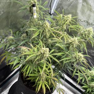 Lemon Haze F1 Auto nasiona marihuany automatyczne feminizowane Babcia Ganja