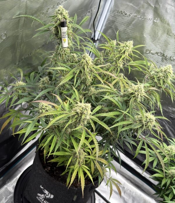 Lemon Haze F1 Auto nasiona marihuany automatyczne feminizowane Babcia Ganja
