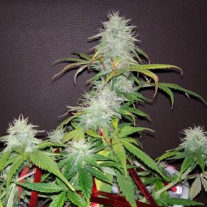 Lemon Skunk Auto - automatyczne nasiona marihuany