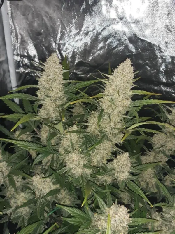 Nasiona marihuany Cheese Auto