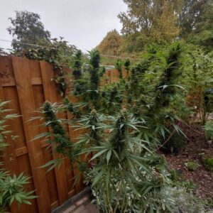 Mexican Sativa – roślina o dominacji Sativa w środowisku outdoor