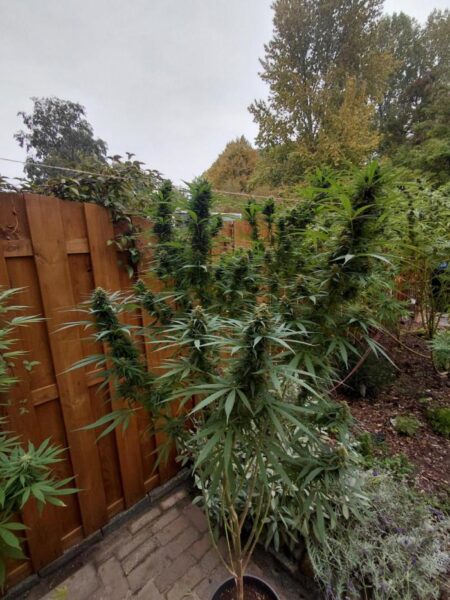 Roślina Mexican Sativa w uprawie outdoor, wysokie sativowe topy, odporna odmiana konopi do hodowli na zewnątrz