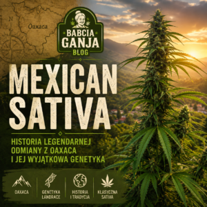 Mexican Sativa – klasyczna odmiana Sativa z Oaxaca przedstawiona na tle górskiego krajobrazu